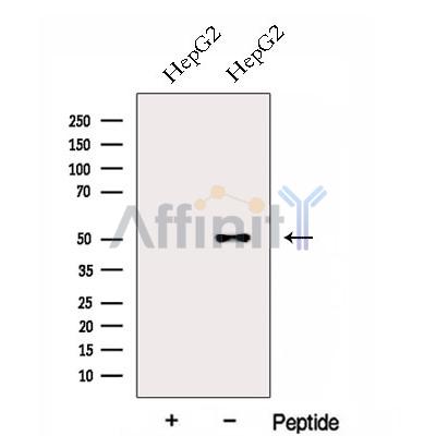 FOXRED1 Antibody - Western blot analysis of extracts from HepG2 cells, using FOXRED1 Antibody.