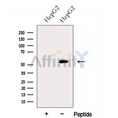 FZR1 Antibody - Western blot analysis of extracts from HepG2 cells, using FZR1 Antibody.