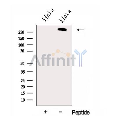 Giantin Antibody - Western blot analysis of extracts from HeLa cells, using Giantin Antibody.