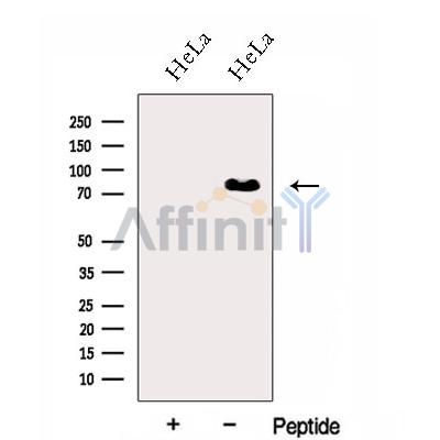 HNRNPR Antibody - Western blot analysis of extracts from HeLa cells, using HNRNPR Antibody.