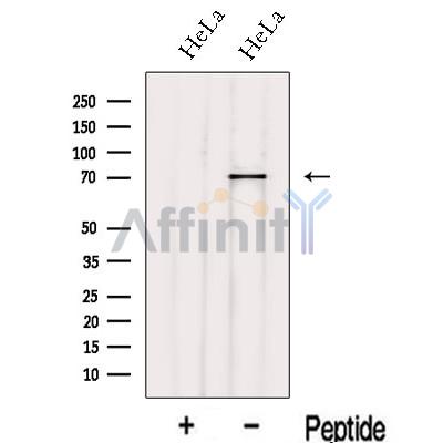 IVNS1ABP Antibody - Western blot analysis of extracts from HeLa cells, using IVNS1ABP Antibody.