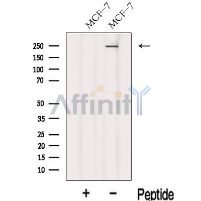 KIF26B Antibody - Western blot analysis of extracts from MCF-7 cells, using KIF26B Antibody.