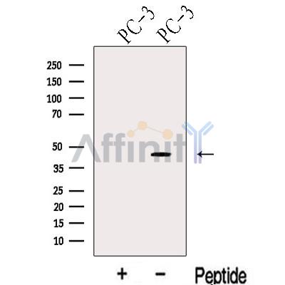 KLF6 Antibody - Western blot analysis of extracts from PC-3 cells, using KLF6 Antibody.