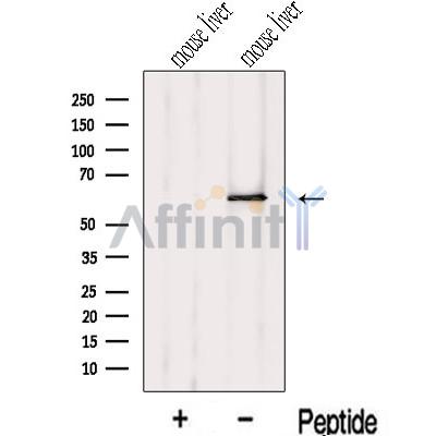 KRBP Antibody - Western blot analysis of extracts from Mouse liver tissue , using KRBP Antibody.