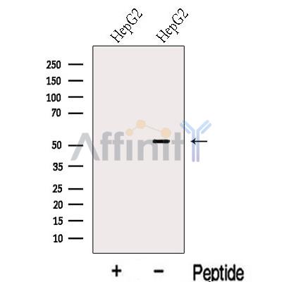 LACTB Antibody - Western blot analysis of extracts from HepG2 cells, using LACTB Antibody.