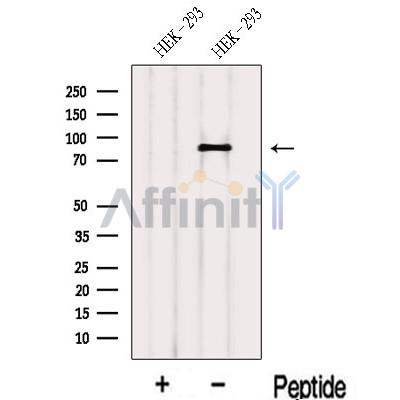 LAS1L Antibody - Western blot analysis of extracts from HEK-293 cells, using LAS1L Antibody.