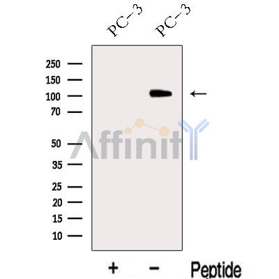 MICAL2 Antibody - Western blot analysis of extracts from PC-3 cells, using MICAL2 Antibody.