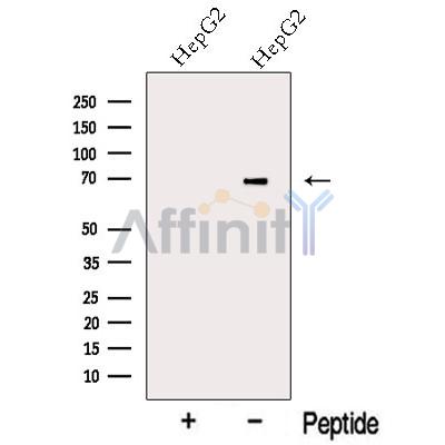 MRPP3 Antibody - Western blot analysis of extracts from HepG2 cells, using MRPP3 Antibody.