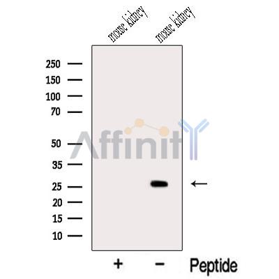 MSRA Antibody - Western blot analysis of extracts from Mouse kidney tissue, using MSRA Antibody.