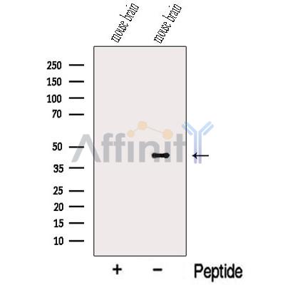 NECAB2 Antibody - Western blot analysis of extracts from Mouse brain tissue, using NECAB2 Antibody.