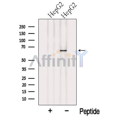 NELFB Antibody - Western blot analysis of extracts from HepG2 cells, using NELFB Antibody.