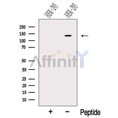 NOMO2 Antibody - Western blot analysis of extracts from HEK-293 cells, using NOMO2 Antibody.