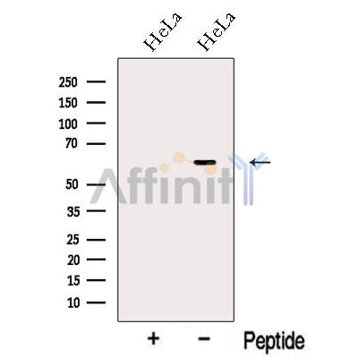 nucleobindin1 Antibody - Western blot analysis of extracts from HeLa cells, using nucleobindin1 Antibody.