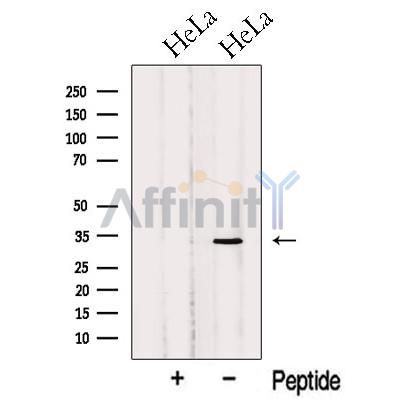 OBFC2B Antibody - Western blot analysis of extracts from HeLa cells, using OBFC2B Antibody.