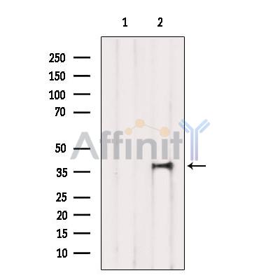 TIAL1 Antibody - Western blot analysis of extracts from Mouse brain, using TIAL1 Antibody.