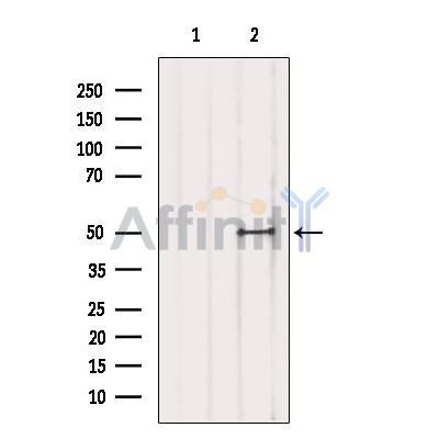 TFAP2D Antibody - Western blot analysis of extracts from Mouse brain, using TFAP2D Antibody.