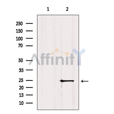 MIXL1 Antibody - Western blot analysis of extracts from Mouse brain, using MIXL1 Antibody.
