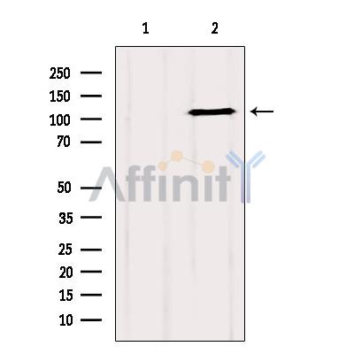 GRIP1 Antibody - Western blot analysis of extracts from 293, using GRIP1 Antibody.
