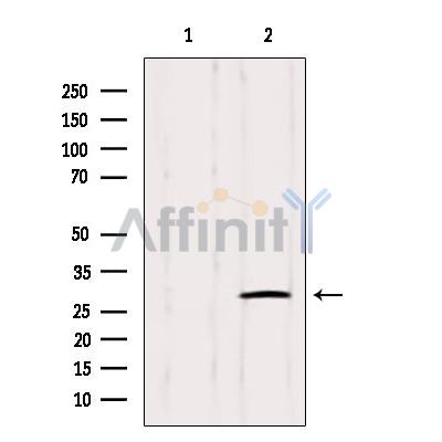 IGFBPL1 Antibody - Western blot analysis of extracts from Hybridoma cells, using IGFBPL1 Antibody.