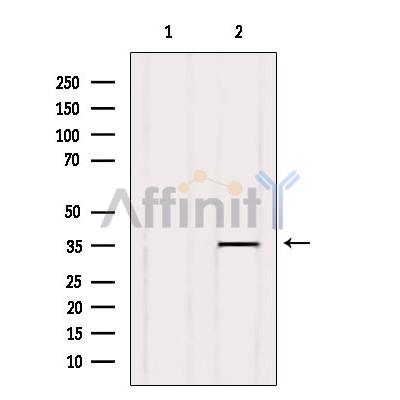 GPR141 Antibody - Western blot analysis of extracts from Hela, using GPR141 Antibody.