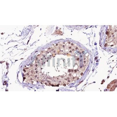 NUSAP1 Antibody - DF4261 at 1/100 staining human testis tissue sections by IHC-P.