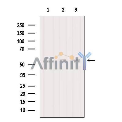 INA Antibody - Western blot analysis of extracts from various samples, using INA Antibody.