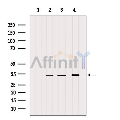 PD-L1 Antibody - Western blot analysis of extracts from various samples, using CD274 Antibody.