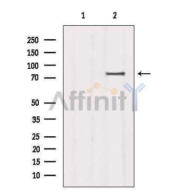 SCARF1 Antibody - Western blot analysis of extracts from COS-7, using SCARF1 Antibody.