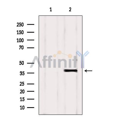 NEK6 Antibody - Western blot analysis of extracts from Mouse brain, using NEK6 Antibody.