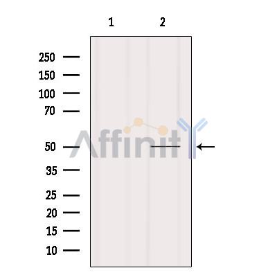 CRLF3 Antibody - Western blot analysis of extracts from Rat heart, using CRLF3 Antibody.