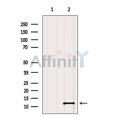 SH3BGRL2 Antibody - Western blot analysis of extracts from Mouse brain, using SH3BGRL2 Antibody.