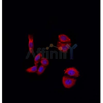 MMP11 Antibody - AF0211 staining Hela by IF/ICC.