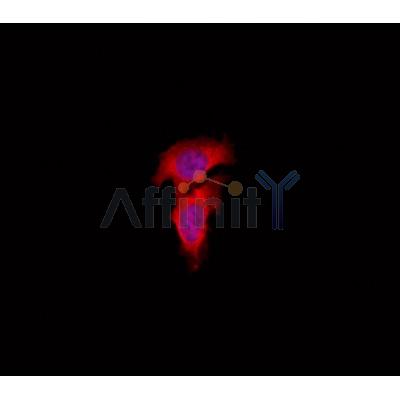 IF3EI Antibody - AF0640 staining Hela by IF/ICC.