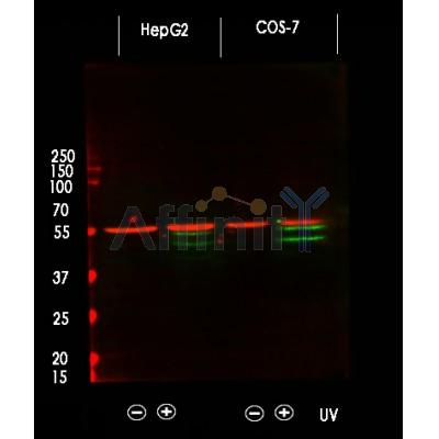 Phospho-JNK1/2/3 (Thr183+Tyr185) Antibody - Western blot analysis of Phospho-JNK1/2/3 (Thr183+Tyr185) using various lysates  Lanes 1 - 2: Merged signal (red and green).