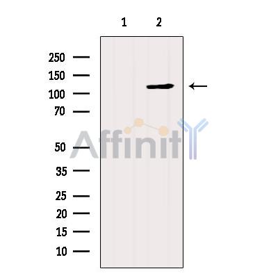 PI3 kinase P110 alpha Antibody - Western blot analysis of extracts from 3T3, using PI3 kinase P110 alpha  Antibody.