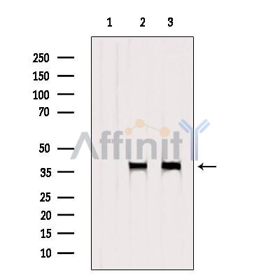 BUB3 Antibody - Western blot analysis of extracts from various samples, using BUB3 Antibody.