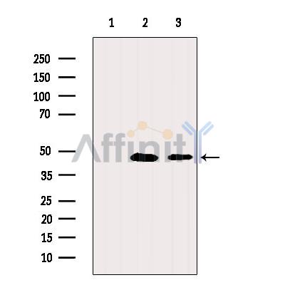 GATA6 Antibody - Western blot analysis of extracts from various samples, using GATA6 Antibody.