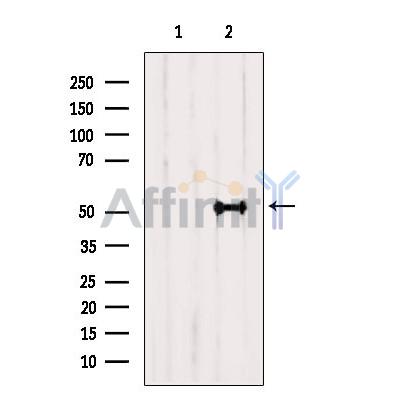 Cyclin A1 Antibody - Western blot analysis of extracts from HepG2, using Cyclin A1 Antibody.