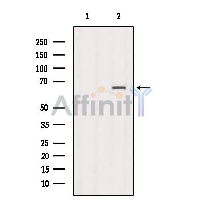 Cyclin B1 Antibody - Western blot analysis of extracts from COS7, using Cyclin B1 Antibody.