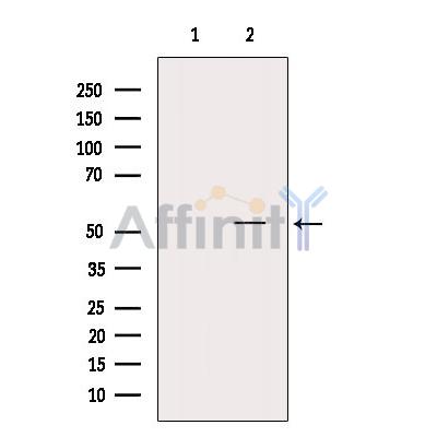PTEN Antibody - Western blot analysis of extracts from VERO, using PTEN Antibody.