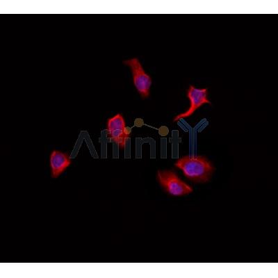 Oct-6 Antibody - AF9136 staining Hela by IF/ICC.