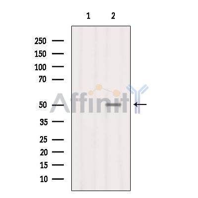 SMCR7L/MID51 Antibody - Western blot analysis of extracts from Mouse liver, using SMCR7L/MID51 Antibody.