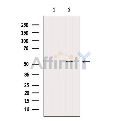 ERAL1 Antibody - Western blot analysis of extracts from Mouse liver, using ERAL1 Antibody.