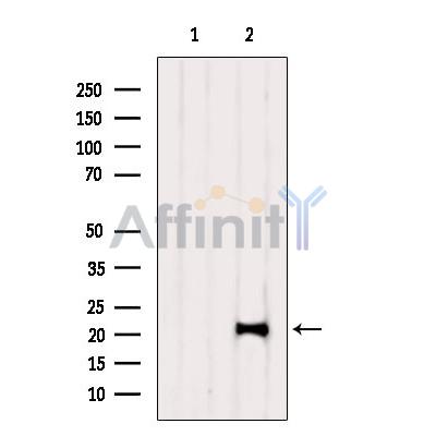TAF12 Antibody - Western blot analysis of extracts from Rat muscle, using TAF12 Antibody.