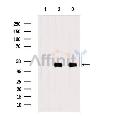 CKMT1A Antibody - Western blot analysis of extracts from various samples, using CKMT1A Antibody.
