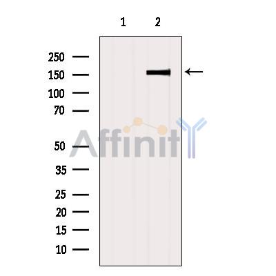 Niban Antibody - Western blot analysis of extracts from Rat  brain, using Niban Antibody.