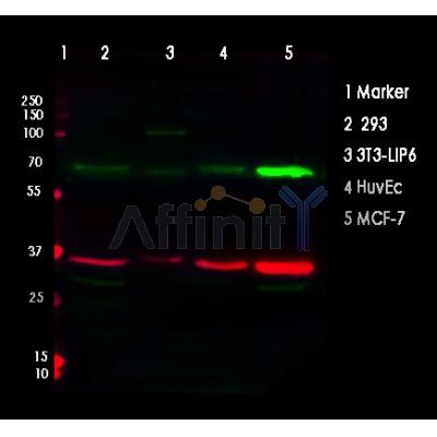 NF-kB p65 Antibody - Western blot analysis of NF-kappaB p65 using various lysates   Lanes 1 - 2: Merged signal (red and green).