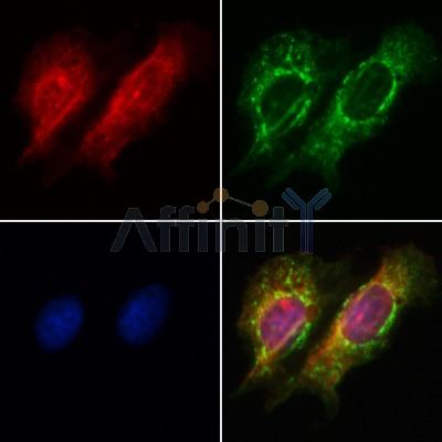 PI3 kinase P110 alpha Antibody - AF5112 staining Hela by IF/ICC.