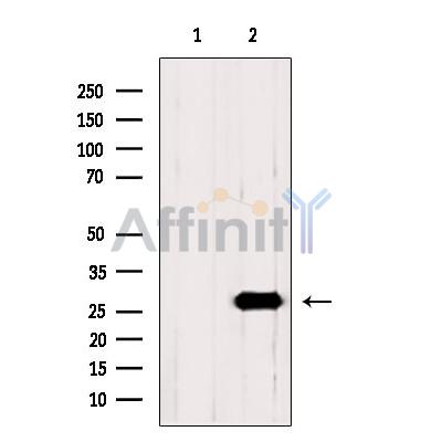 AQP1 Antibody - Western blot analysis of extracts from Hela, using AQP1 Antibody.