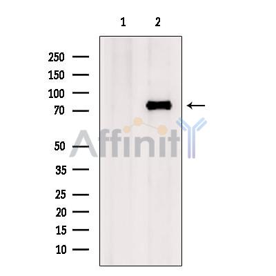 Catenin gamma Antibody - Western blot analysis of extracts from 293t, using Catenin gamma Antibody.